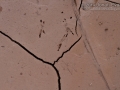 Woodpecker Tracks