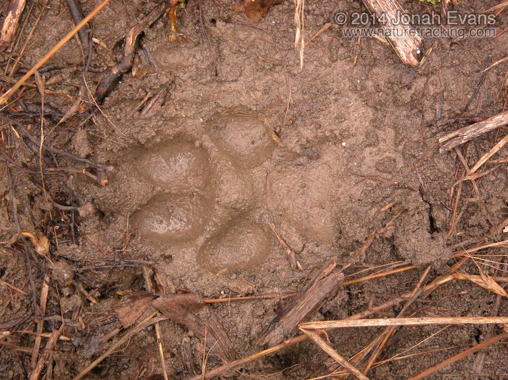 Coyote Tracks