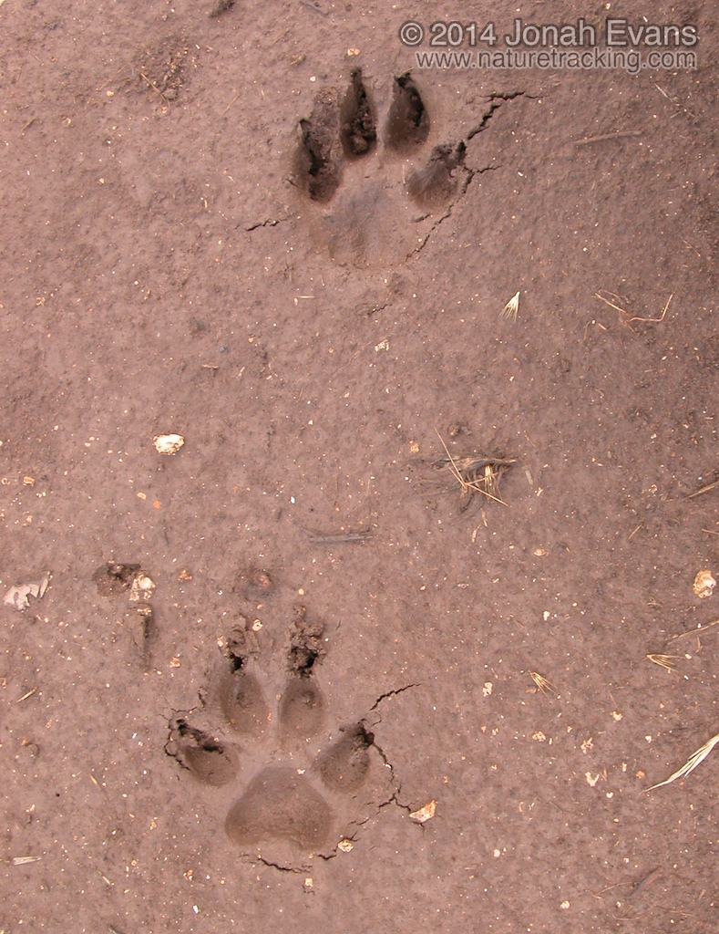 Dog Tracks