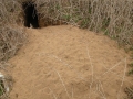 Coyote Den