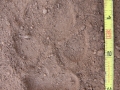 Coyote Front Track