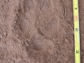 Coyote Hind Track