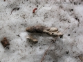 Coyote Scat