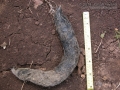 Coyote Scat