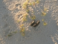 Coyote Scat