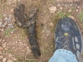 Coyote Scat