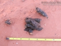 Coyote Scat