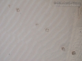 Coyote Tracks