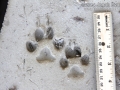 Coyote Tracks