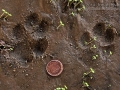 Coyote Tracks