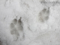 Coyote Tracks