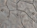 Coyote Tracks