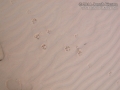 Coyote Tracks