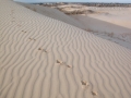 Coyote Tracks