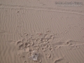 Coyote Tracks
