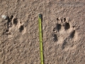 Coyote Tracks