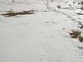 Coyote Tracks