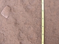 Coyote Tracks
