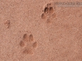 Coyote Tracks