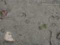 Coyote Tracks