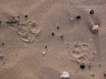Coyote Tracks
