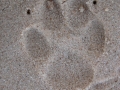 Coyote Tracks