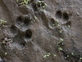Coyote Tracks