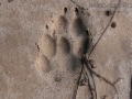 Coyote Tracks