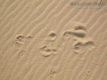 Coyote Tracks