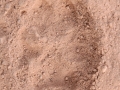 Coyote Tracks