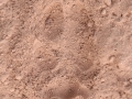 Coyote Tracks