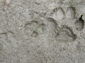 Coyote Tracks