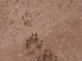 Coyote Tracks