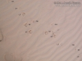 Coyote Tracks Labeled