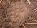 Coyote Tracks