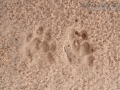 Coyote and Bobcat Tracks