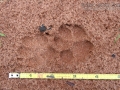 Crab-eating Fox Tracks