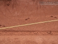 Crab-eating Fox Tracks