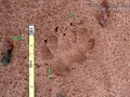 Crab-eating Fox Tracks