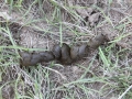 Dog Scat