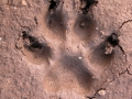 Dog Track