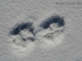 Dog Tracks
