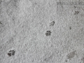 Dog Tracks