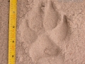 Dog Tracks