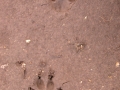 Dog Tracks