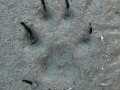 Dog Tracks