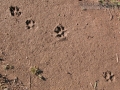 Dog Tracks