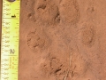 Dog Track