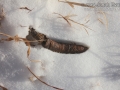 Gray Fox Scat