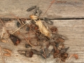 Gray Fox Scat